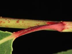 Salix gooddingii. Leaf petiole.
 Image: D. Glenny © Landcare Research 2020 CC BY 4.0